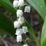 Canva-Lily-of-the-Valley-Flowers