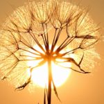 dandelion-1557110_1920