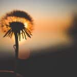 flower-1853920_1280