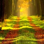 forest-868715_1920