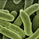 Il n’y a pas plus fragile qu’un virus