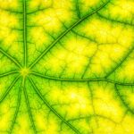 Notre avenir dépend-il de la technique… leaf-4543260_1280