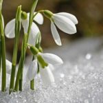 Les perce-neige et les clochettes du muguet