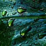 On a pour habitude de dire rainwater-7858773_1280