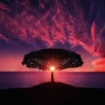 tree-g0a929f673_1280
